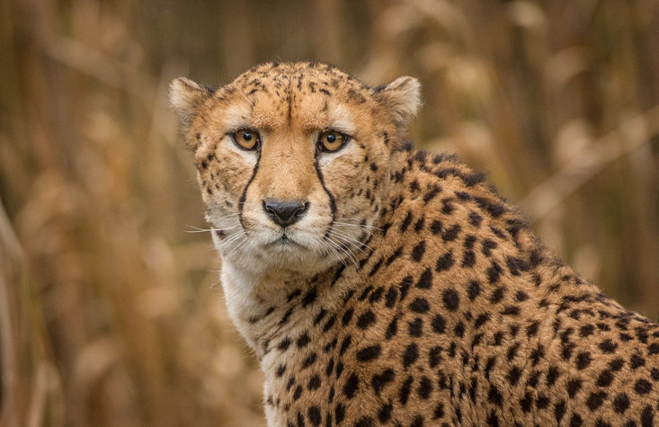Who is faster: Dylan Groenewegen or a cheetah?